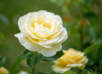 yellow rose in garden
