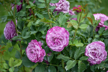 pink roses in the garden