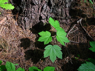 A small maple sprout with fresh green foliage in a wooded area