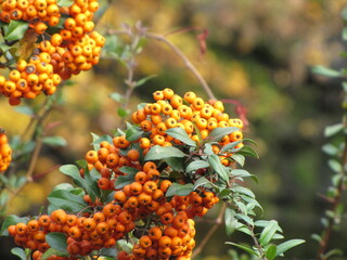 Small red berries. Orange and round fruits. A rowan tree on a branch. Autumn berries