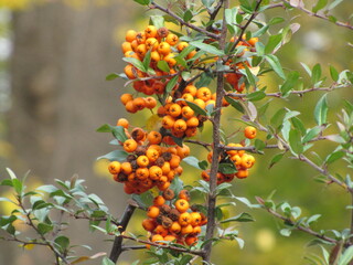 Small red berries. Orange and round fruits. A rowan tree on a branch. Autumn berries