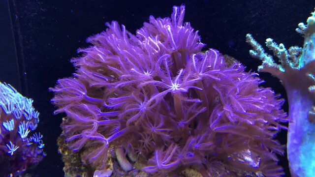 Eine Koralle im Meerwasseraquarium.