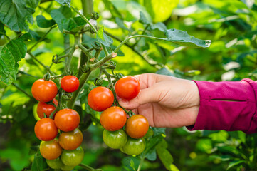 家庭菜園に実ったミニトマト