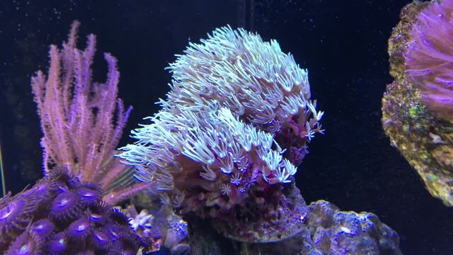 Eine Koralle im Meerwasseraquarium.