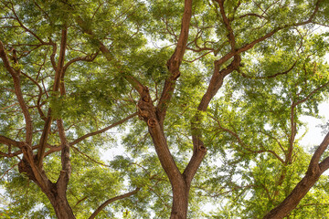 A view of a large tree that naturally spreads its dense branches.