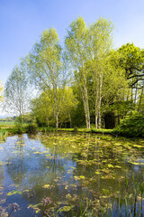 Fototapeta na wymiar Silver birch trees beside a pond in springtime at Little Malvern, Worcestershire UK