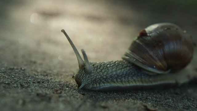 Grape snail with a shell on its back slowly crawling on a sandy surface. Tentacles with eyes look for danger or food. Macro shot of a clam