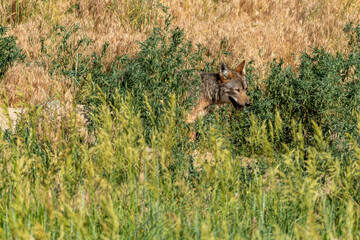Coyote in tall grasses