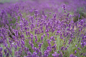 Fototapeta na wymiar closeup of violet lavender flowers