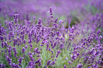 closeup of violet lavender flowers