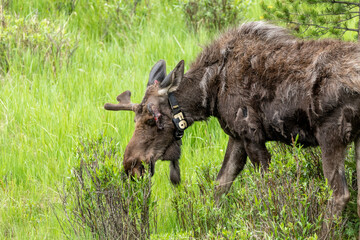 moose collared in grass