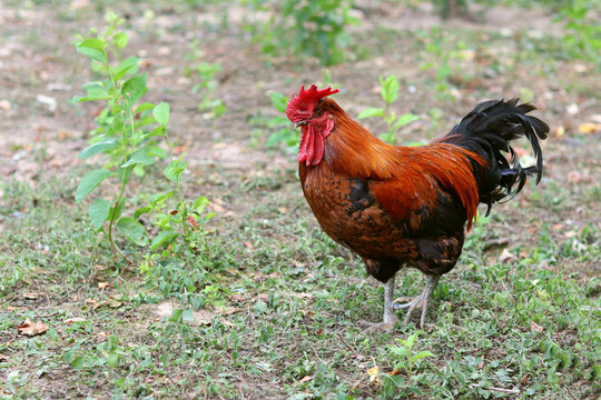Nice big rooster with red comb on the grass