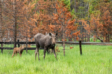 Moose with baby