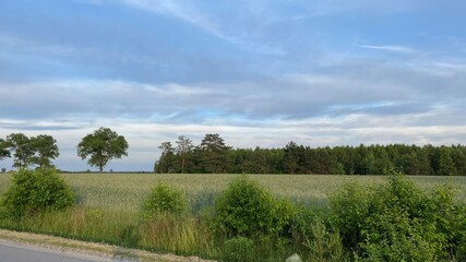 summer grow grain in the field near Wing greenlodawa