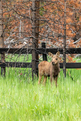 Moose in a field