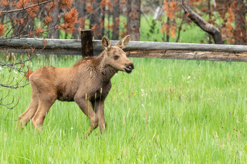 young moose calf