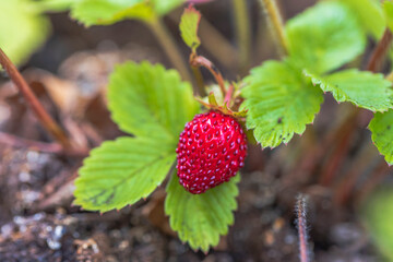 Close up view of wild strawberry bush isolated. Red berries and green leaves. 