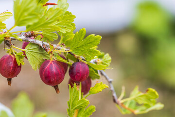 Close up macro view of ripe red gooseberry on branch.