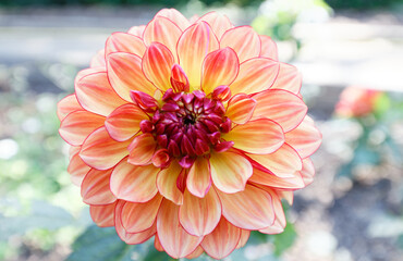 The close-up of beautiful red Dahlia flower .