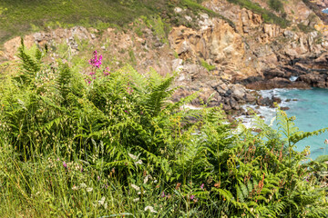 Wild flowers and ferns beside the coastal path on the cliffs above Petit Bot Bay on the beautiful rugged south coast of Guernsey, Channel Islands UK