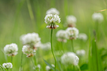 Trifolium repens, the white clover (also known as Dutch clover, Ladino clover, or Ladino), is a...
