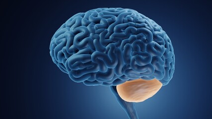 Human brain with highlighted cerebellum 3d illustration