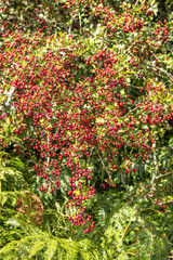 September on Exmoor National Park - An abundant crop of haw berries in early autumn near Horner, Somerset UK