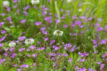Lovely abstract background with violet flowers. Soft focus photo