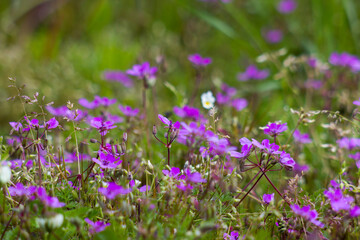 Fototapeta premium Lovely abstract background with violet flowers. Soft focus photo