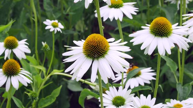 Bee, bumble bee flying over daisy or camomile, close-up of white flower. Video 4k resolution 