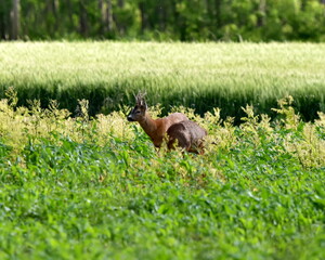 Two deers in wildlife.