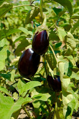 Close up shot of eggplants growing on a stem. Local produce aubergine farm. Copy space for text, background.