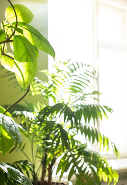 Green house plants in real room near sunlit window. Blurred home garden background with copy space. © SeNata