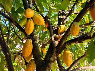 Cocoa fruit hanging on the tree