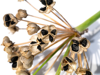 Close up Chinese Chive seeds on white background.