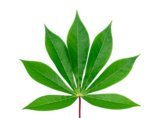 Fototapeta na wymiar Close up the Cassava, Yuca, Mandioa, Manioc, Tapioca leaves.