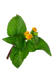 Para cress, Tooth-ache plant, Toothache plant, Brazil cress toothache plant, Pellitary, Spot flower
