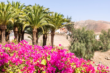 Palm trees and pink flowers at Pajara on the Canary Island of Fuerteventura