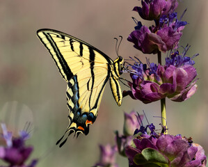 butterfly on flower