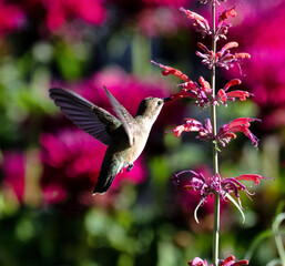 hummingbird feeding on flower