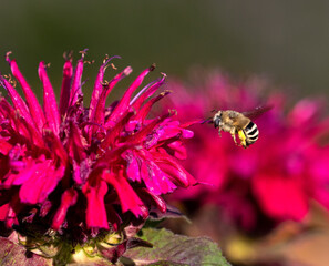 bee on flower
