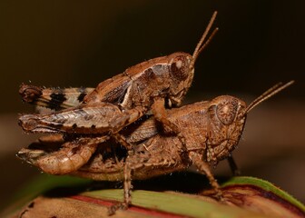 Grasshoppers during mating.