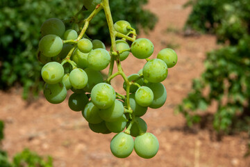 Uvas blancas sin madurar en verano en el viñedo