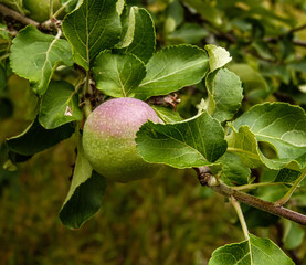 Apple on tree