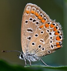 Plebejus argyrognomon.