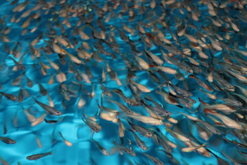 Fototapeta premium Shoal of Guppys (Poecilia reticulata) swimming near the surface in an aquaculture tropical fish farm in Chile