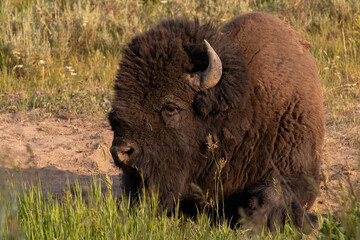 Yellowstone Bison / Buffalo laying down in the dirt during magic hour