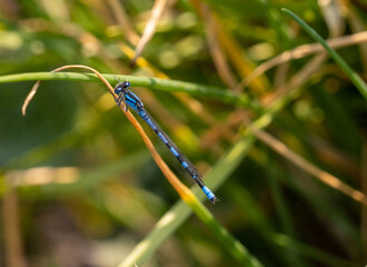 Close up of a Small blue Dragonfly in Yellowstone sitting on a blade of grass