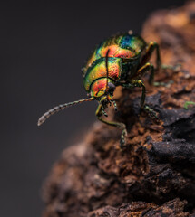 Prächtiger Blattkäfer (Chrysolina fastuosa), insekten, metall, grün © Marcel
