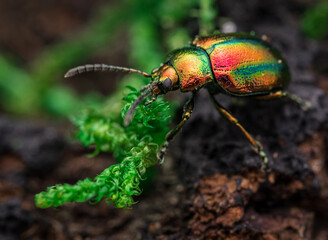 Prächtiger Blattkäfer (Chrysolina fastuosa), insekten, metall, grün © Marcel